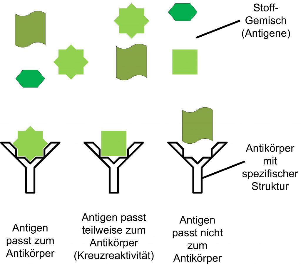 Schematische Beschreibung des Schlüssel-Schloss-Prinzips von Antigenen und Antikörpern