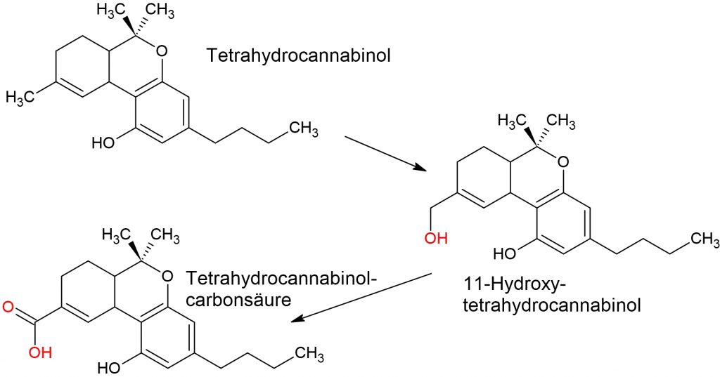 Chemische Strichformel zur Veranschaulichung der THC-Metabolisierung