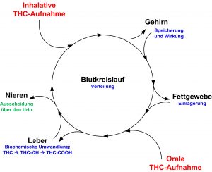 Schematische Darstellung der Verteilung und Umwandlung von THC und seinen Abbauprodukten im Körper. Zum Vergrößern anklicken.